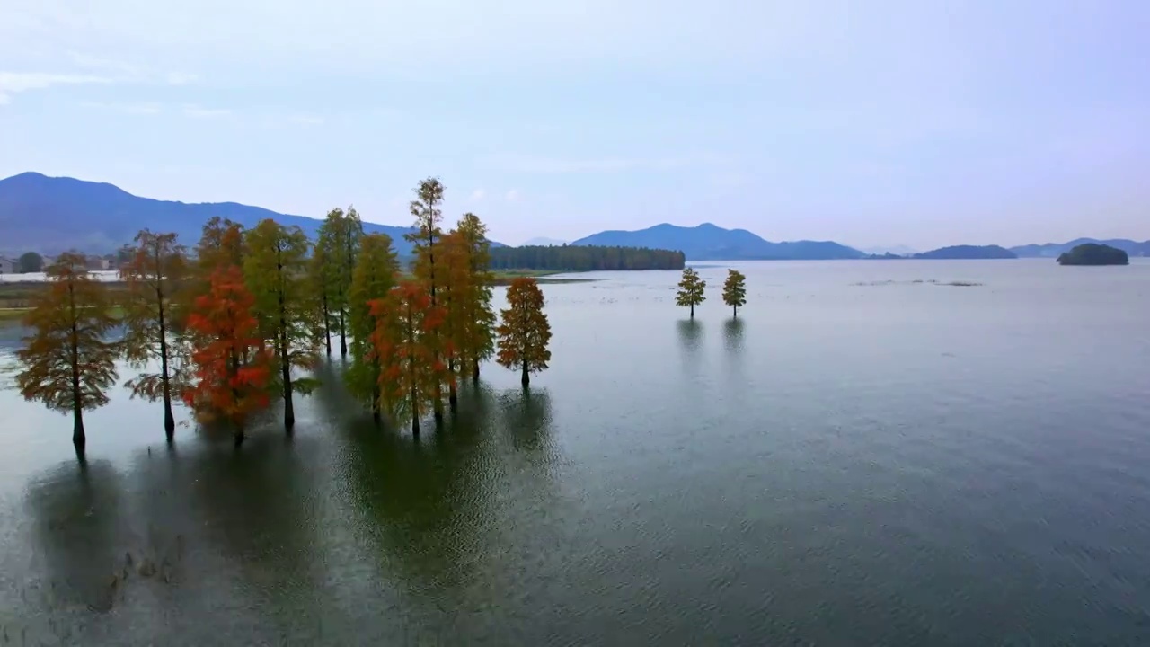 宁波市余姚市四明湖水库中伫立的水杉树群视频素材