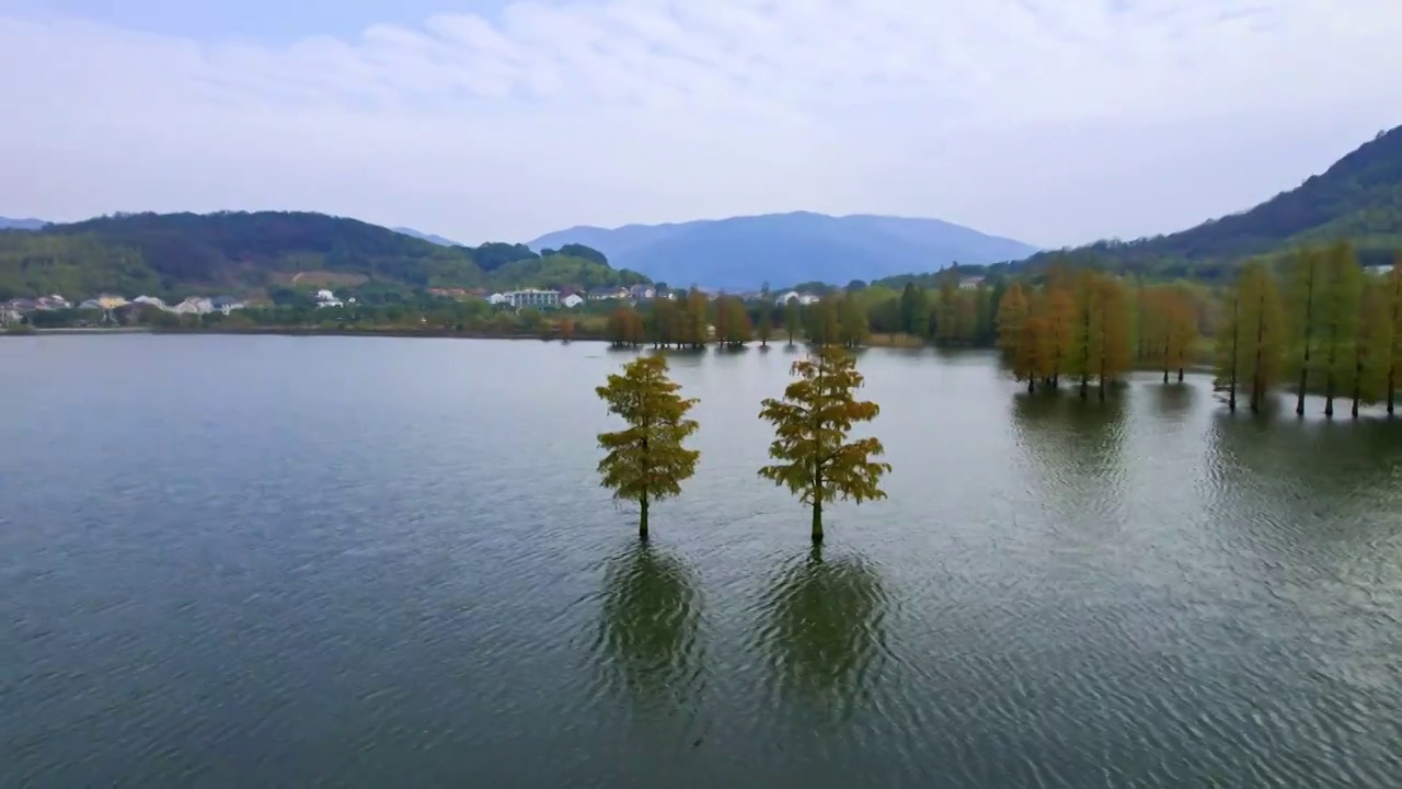 宁波市余姚市四明湖水库中伫立的水杉树群视频素材