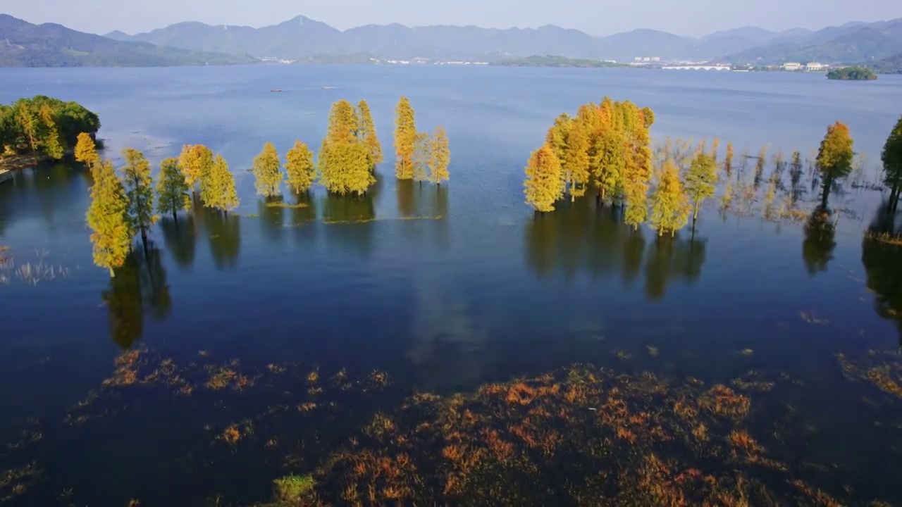 宁波市余姚市四明湖水库中伫立的水杉树群视频素材