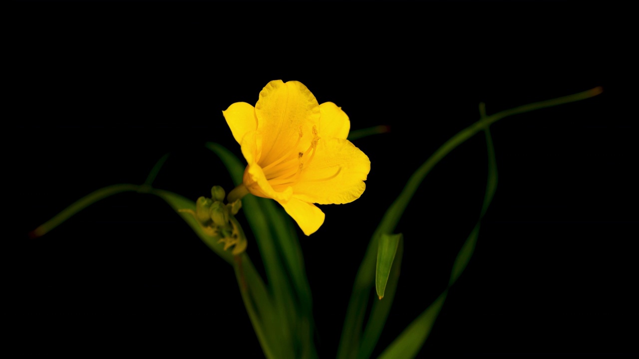 萱草花视频素材