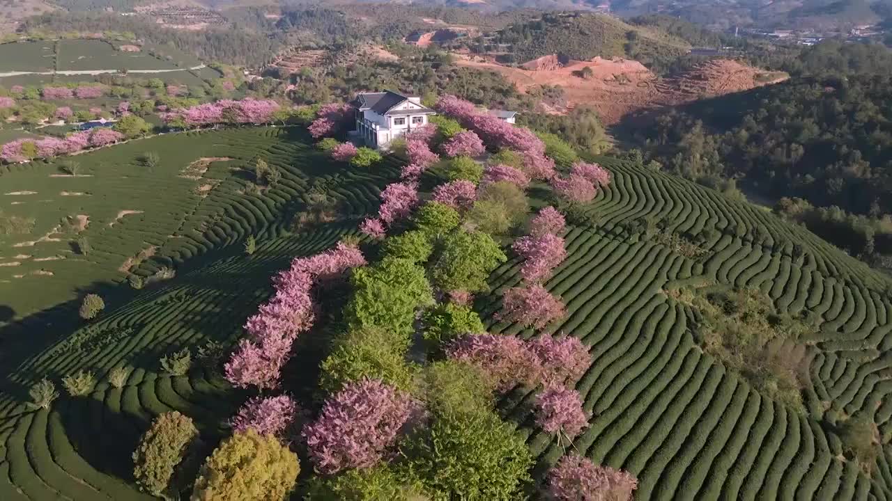 龙岩永福台品樱花茶园视频下载