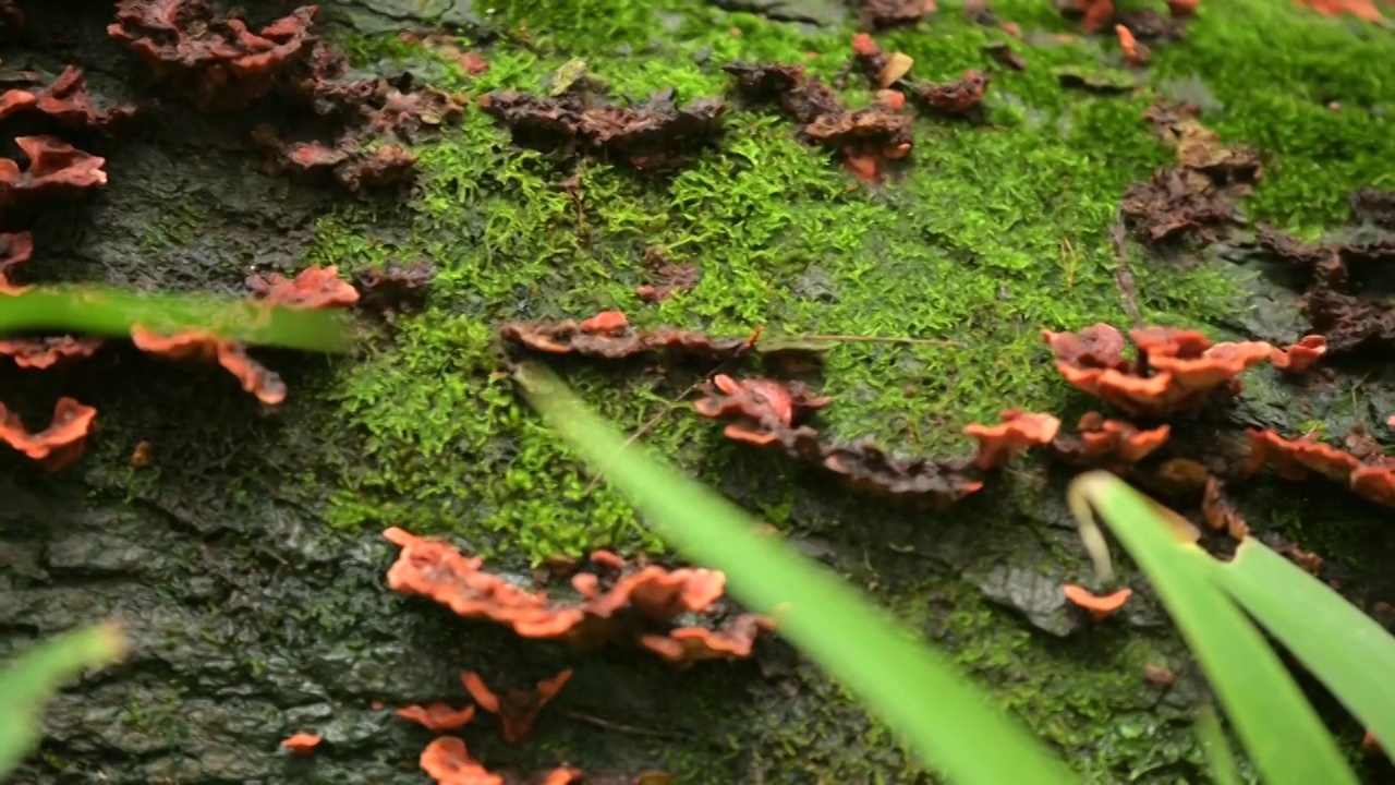 木耳与苔藓横向视频素材