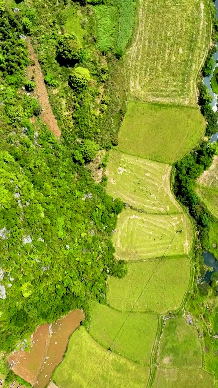 竖屏航拍贵州百里杜鹃普底景区云雾缭绕（合集）视频素材