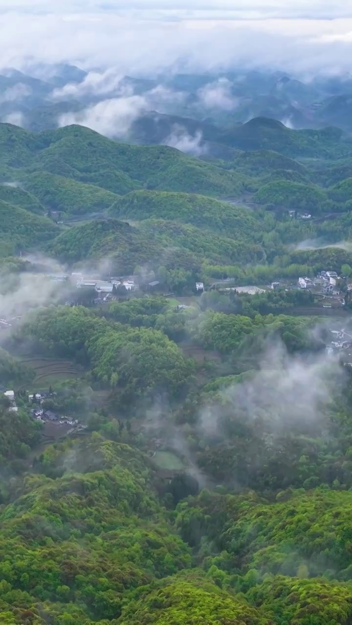 竖屏航拍贵州百里杜鹃普底景区云雾缭绕（合集）视频素材