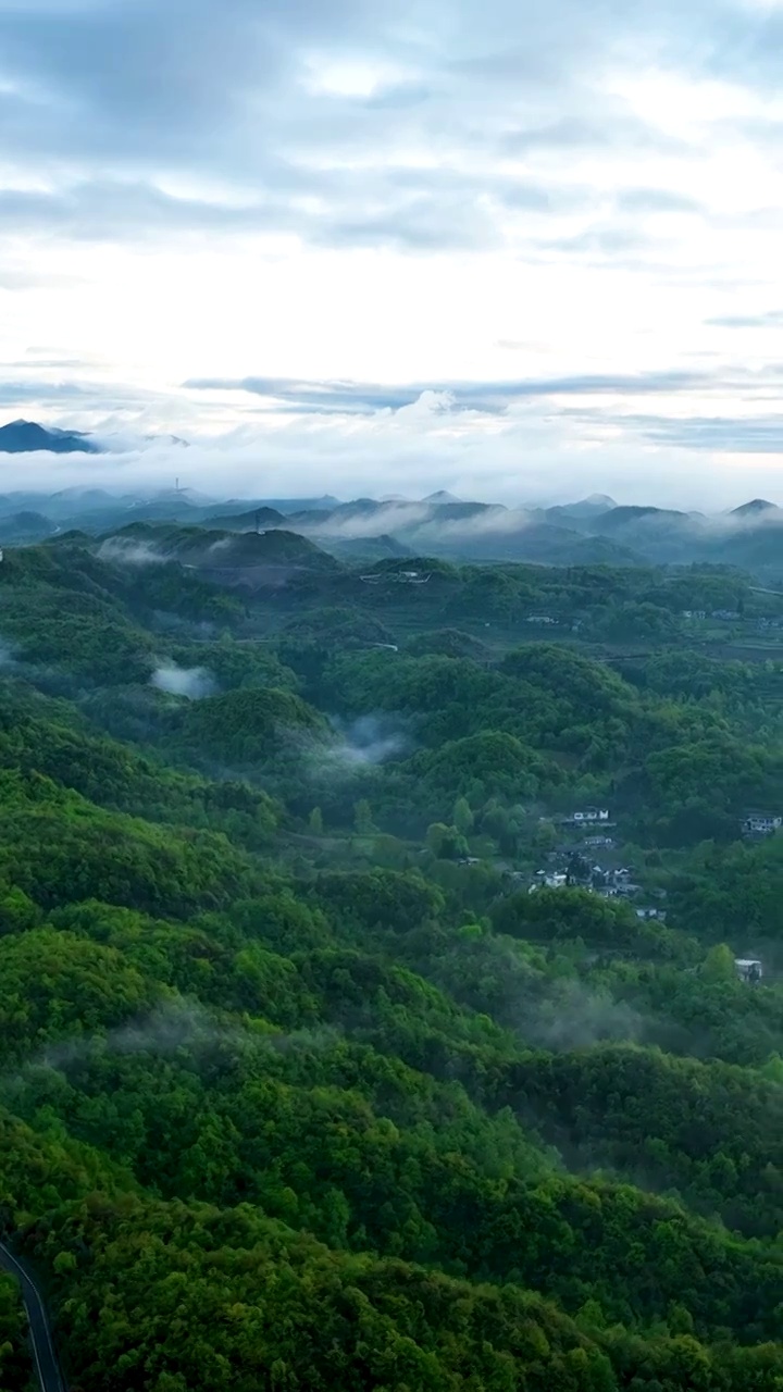 竖屏航拍贵州百里杜鹃普底景区云雾缭绕（合集）视频素材