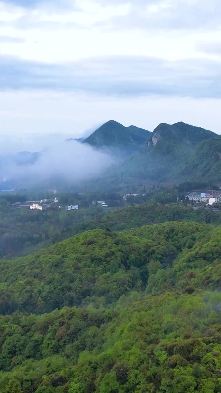 竖屏航拍贵州百里杜鹃普底景区云雾缭绕（合集）视频素材