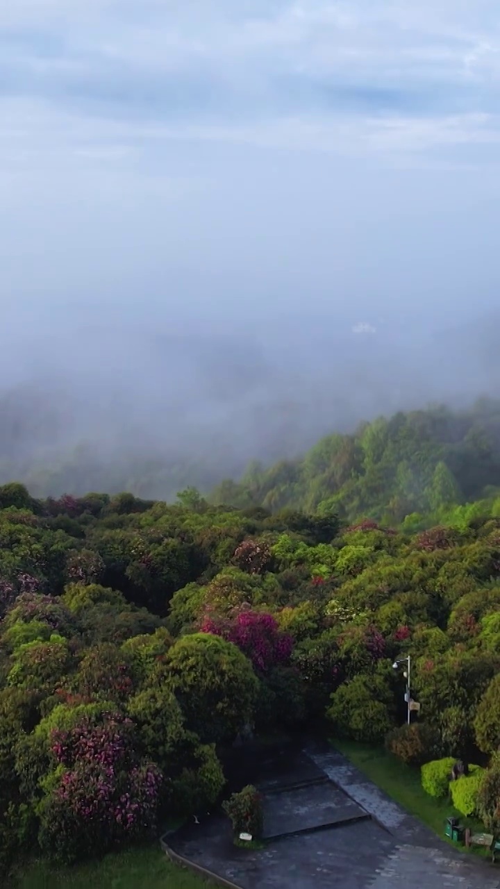 竖屏航拍贵州百里杜鹃普底景区云雾缭绕（合集）视频素材