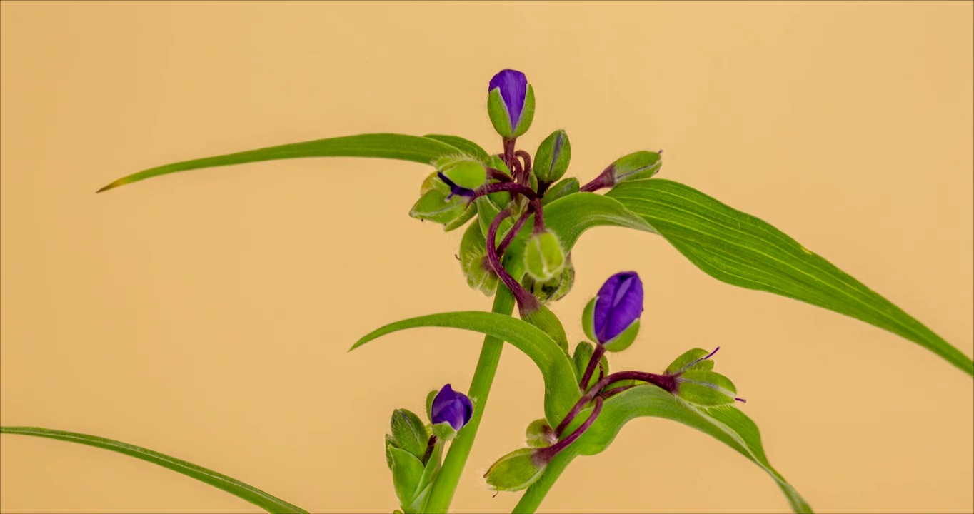 紫露草开花延时摄影珠玉背景视频素材