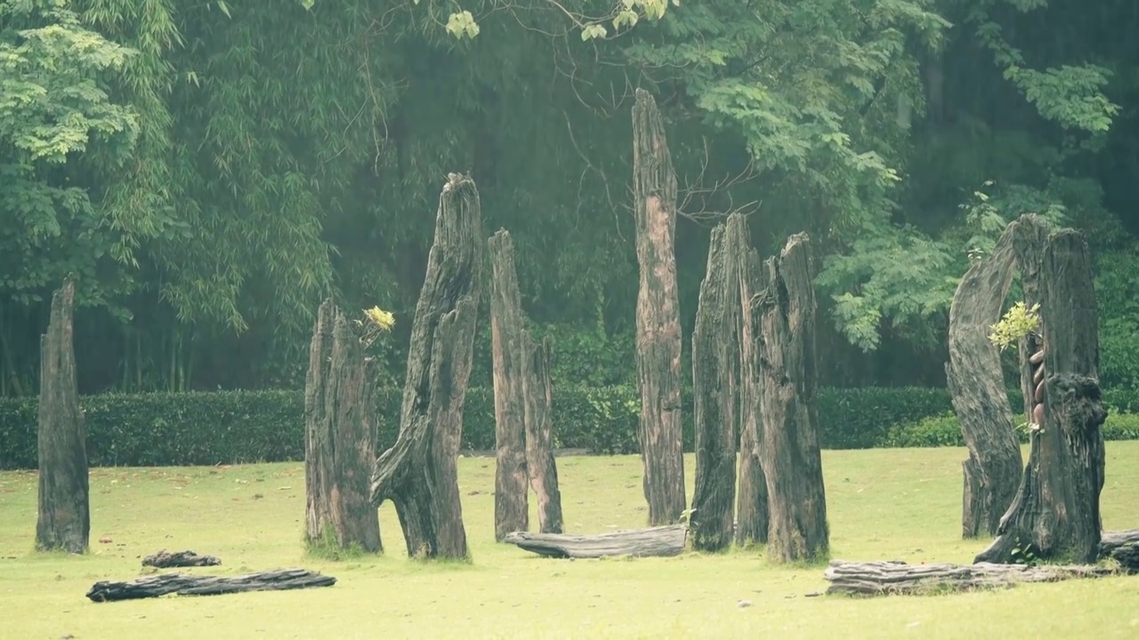 雨中的树木视频素材