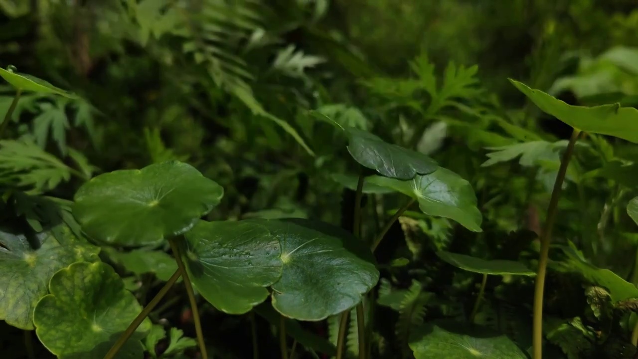 植物视频素材