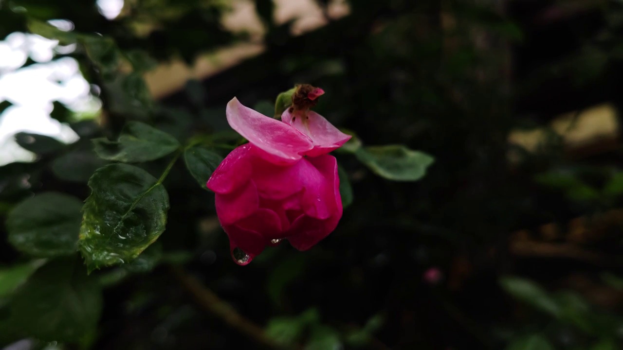 植物视频素材