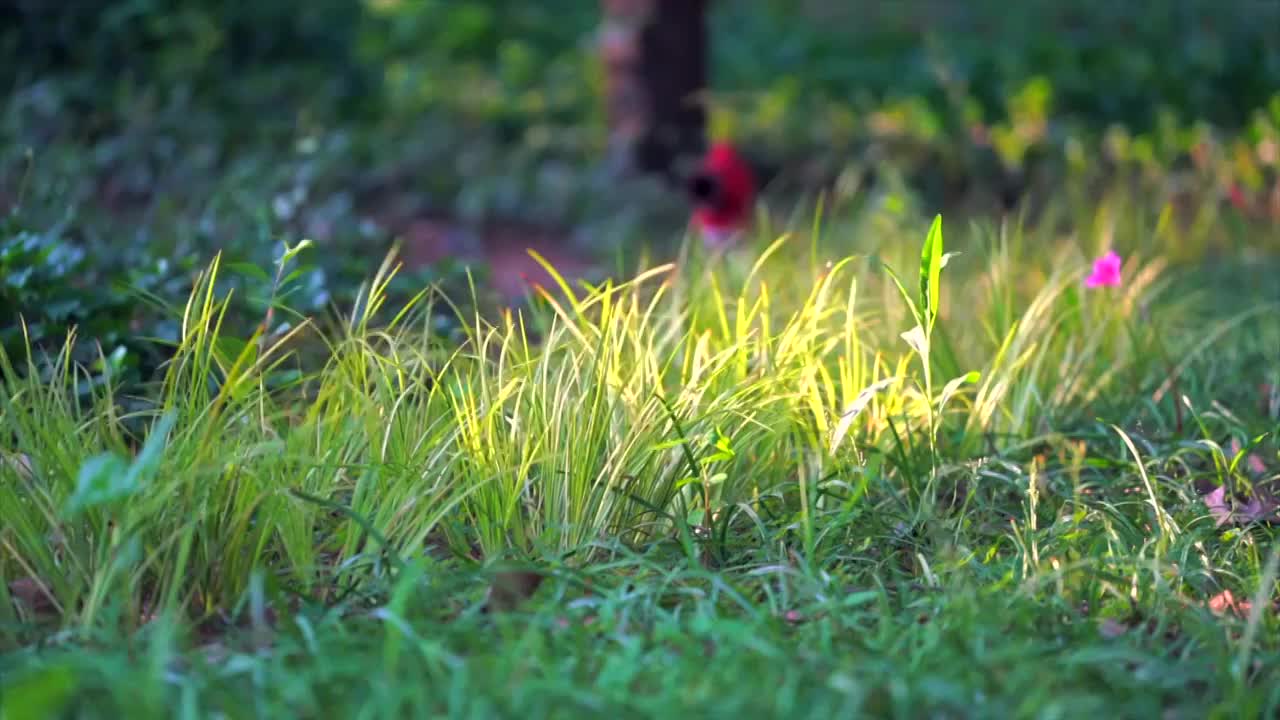 草地小花逆光视频素材