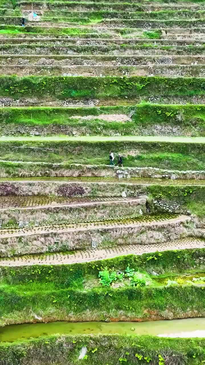 竖屏航拍加榜梯田田园风光视频素材