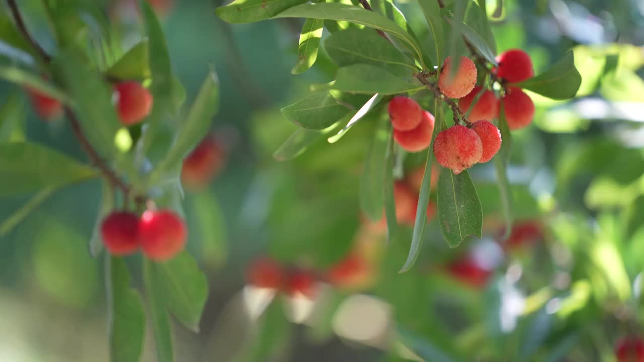 南方夏季水果杨梅视频素材