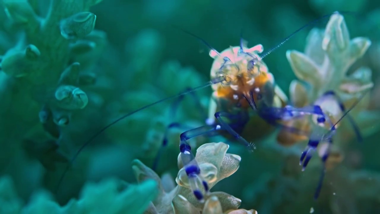 水下摄影神奇神秘的海底世界海葵虾视频素材