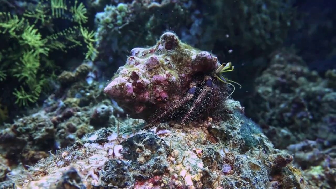 水下摄影神奇神秘的海底世界寄居蟹视频素材