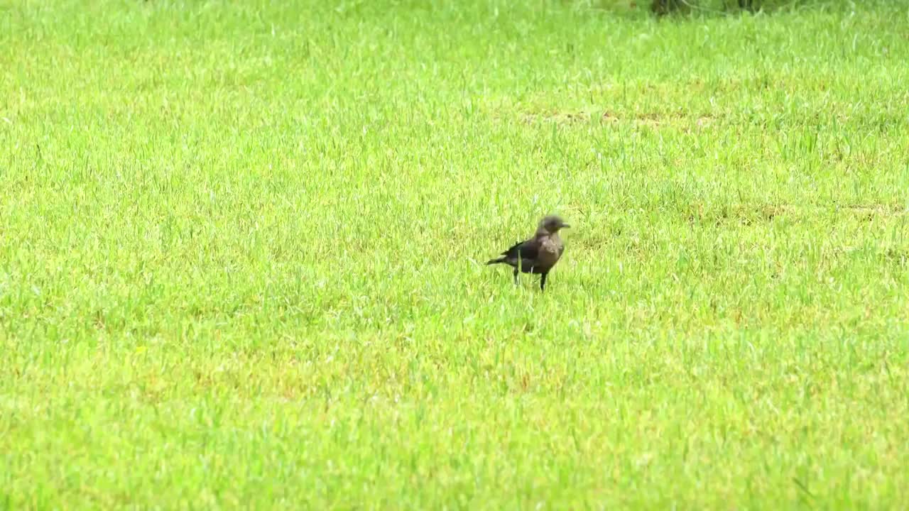 草地上的小鸟视频素材