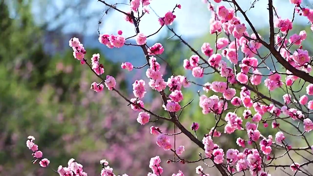 春天盛开的桃花风中摇动视频素材