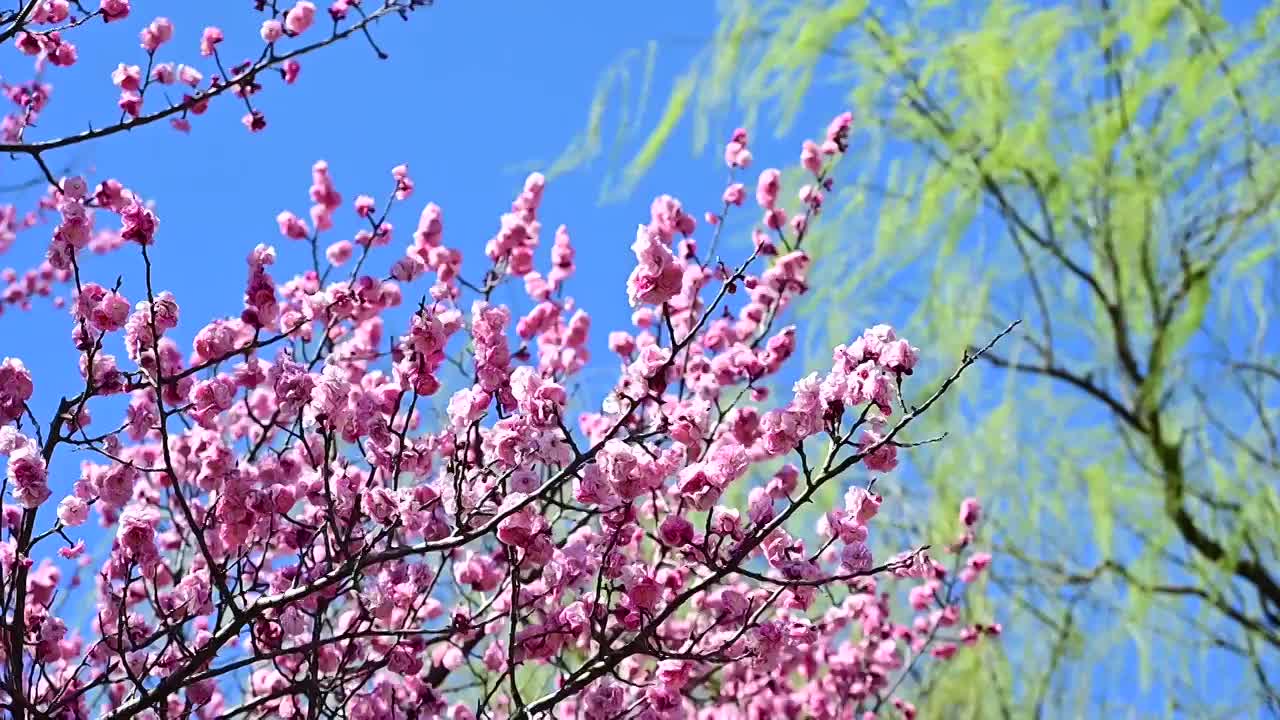 春天盛开的桃花风中摇动视频素材