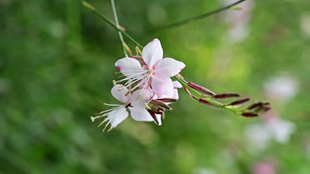 微风吹动小花视频素材