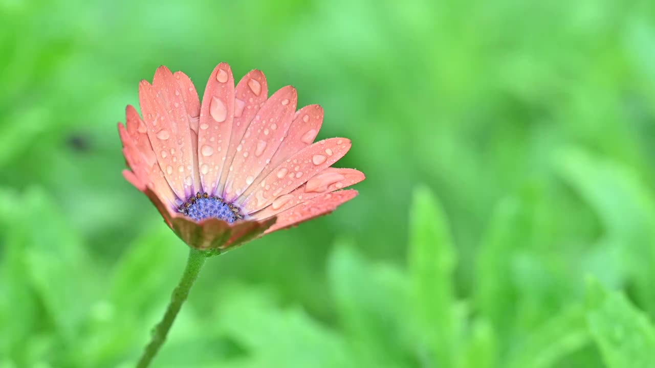 雨中花视频视频素材