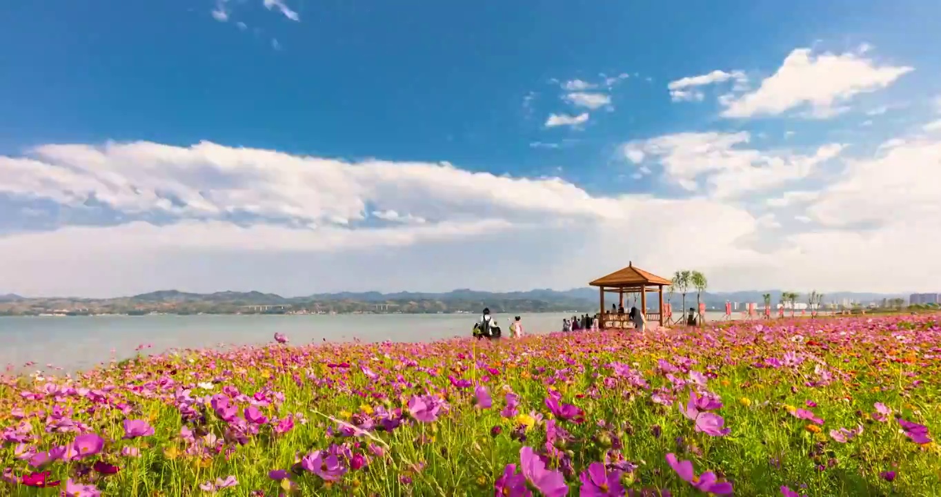 河南省洛阳市陆浑水库湖畔格桑花开视频素材