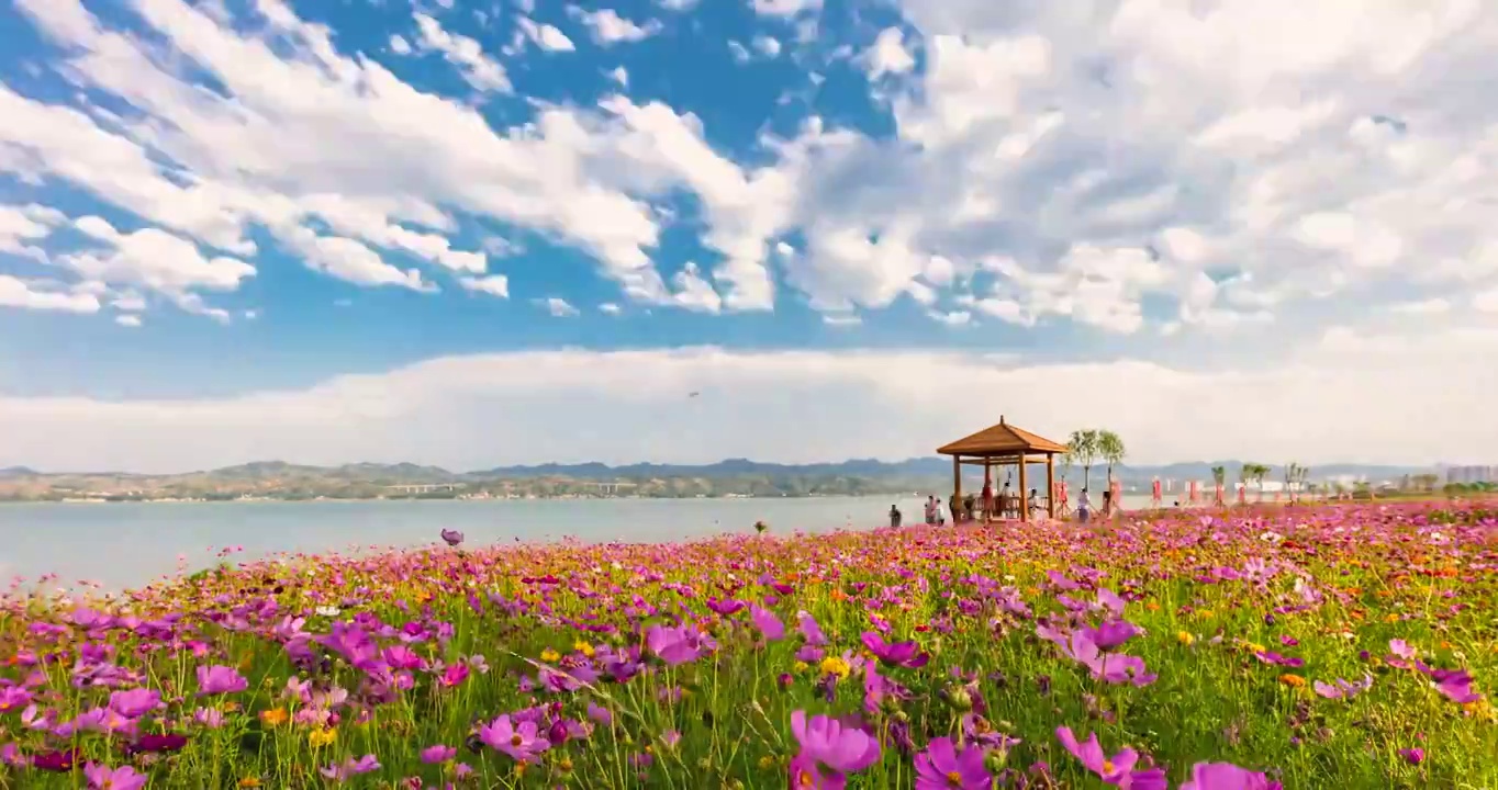 河南省洛阳市陆浑水库湖畔格桑花开视频素材