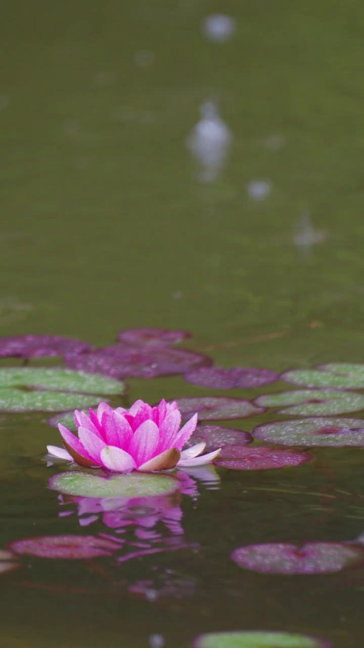 下雨湖水中盛开的的莲花视频素材