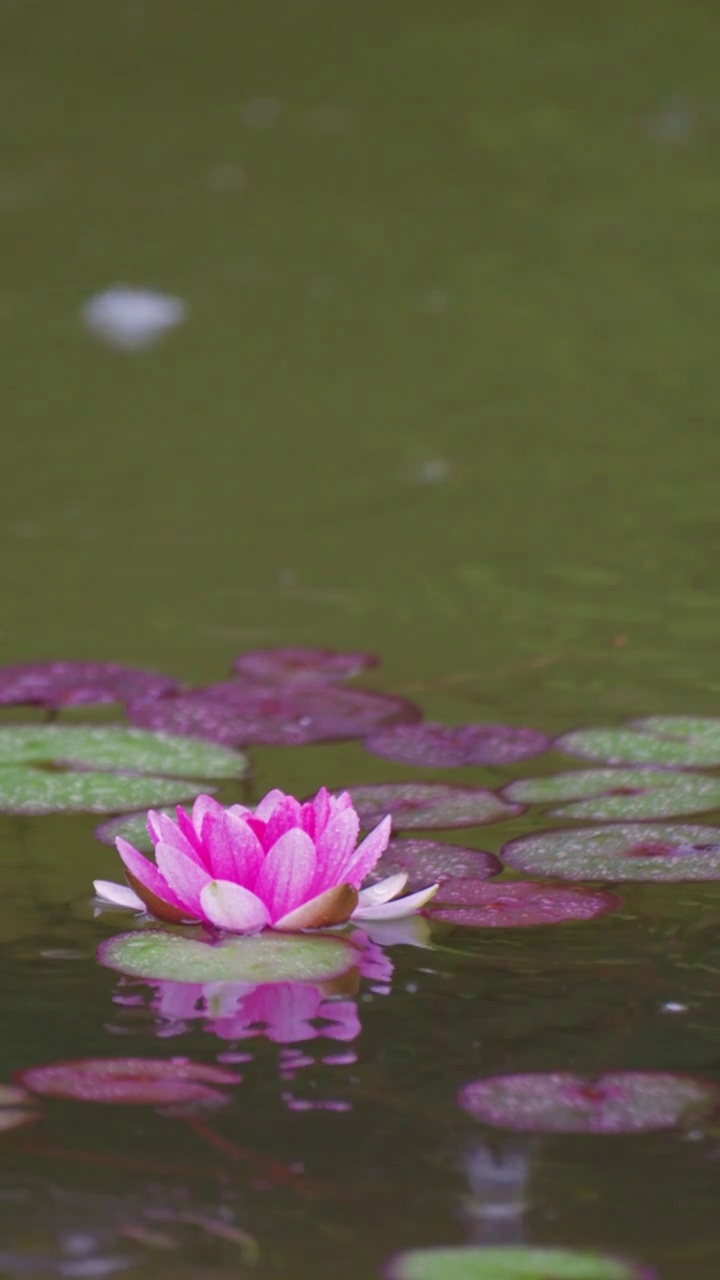 下雨湖水中盛开的的莲花视频素材