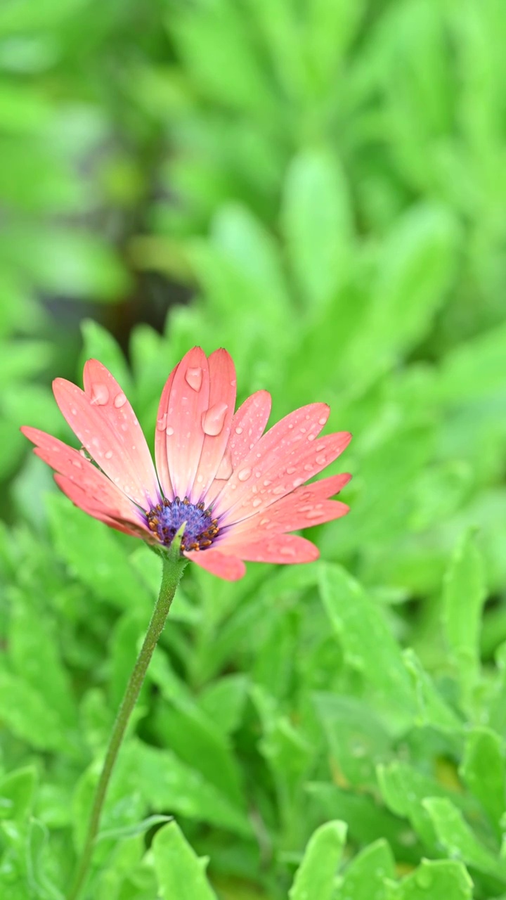 竖版雨中花视频素材