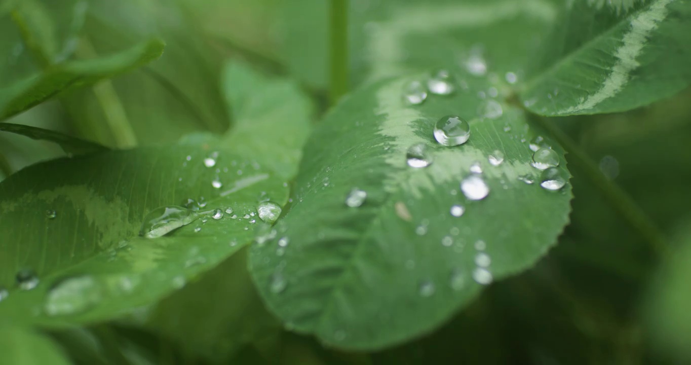 下雨树叶花朵上的雨水雨珠视频购买