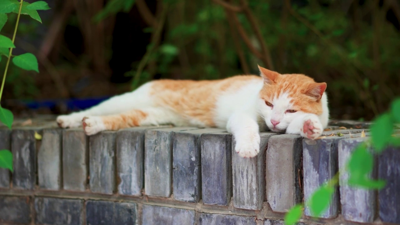 橘猫躺在窗台上休息视频素材