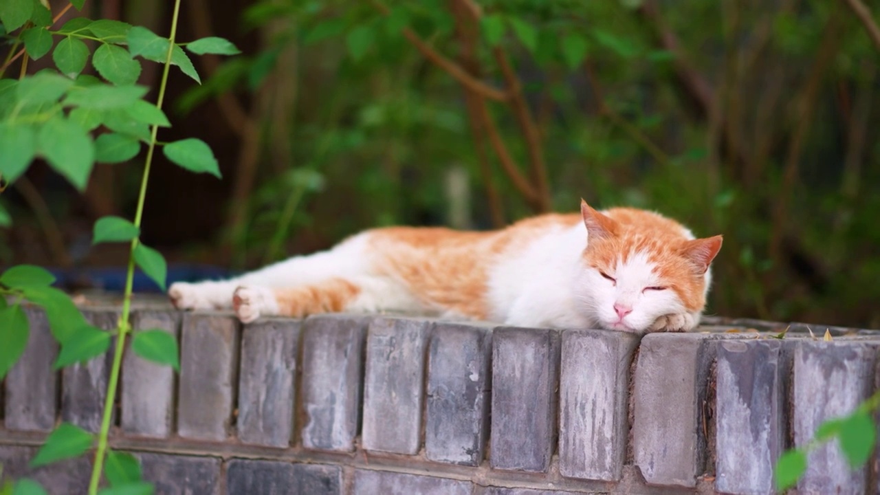 橘猫躺在窗台上休息视频素材