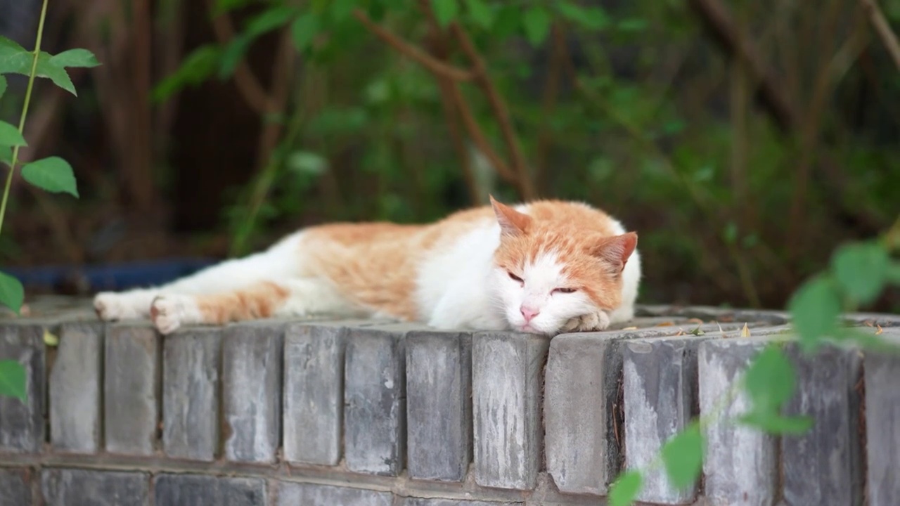 橘猫躺在窗台上休息视频素材