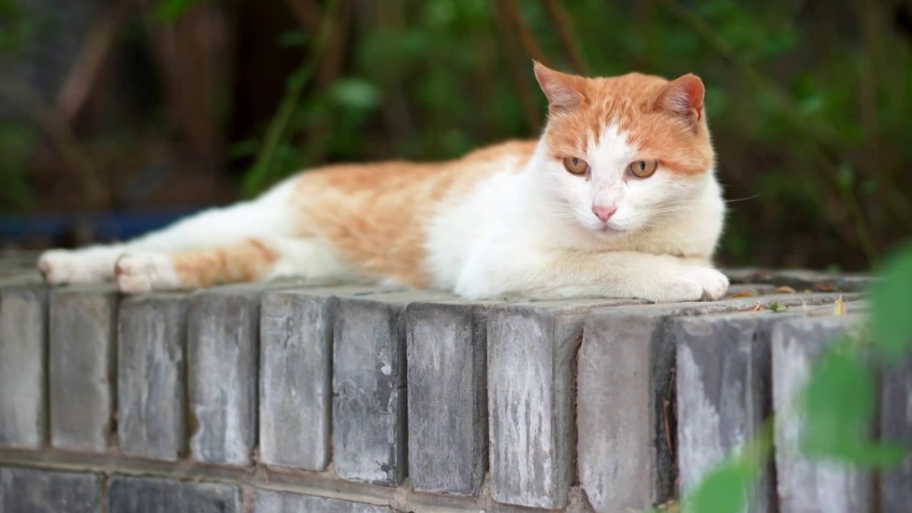 橘猫躺在窗台上休息视频素材