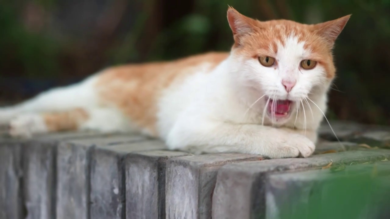 橘猫躺在窗台上休息视频素材