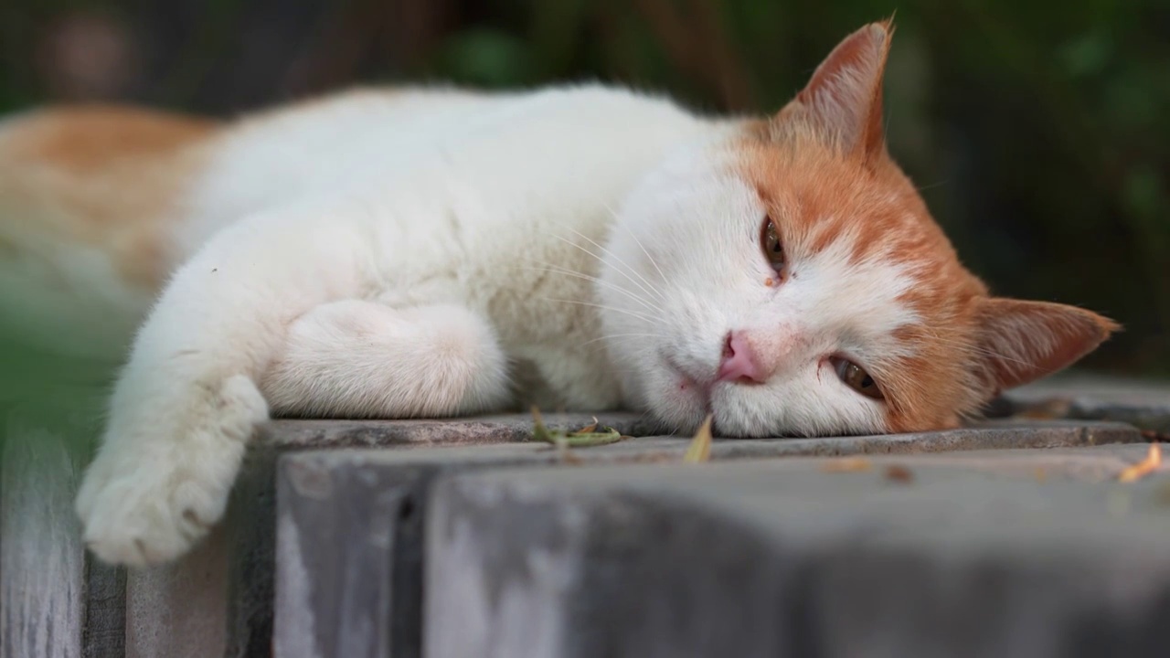 橘猫躺在窗台上休息视频素材