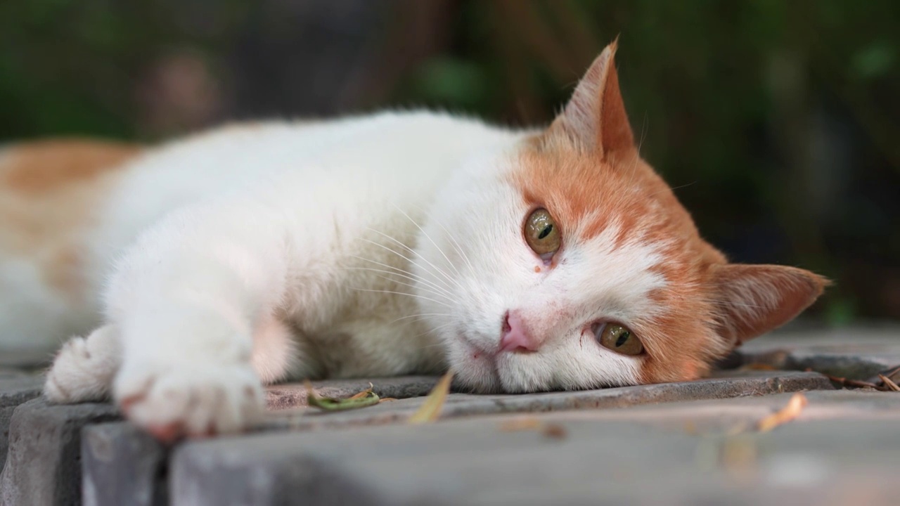 橘猫躺在窗台上休息视频素材