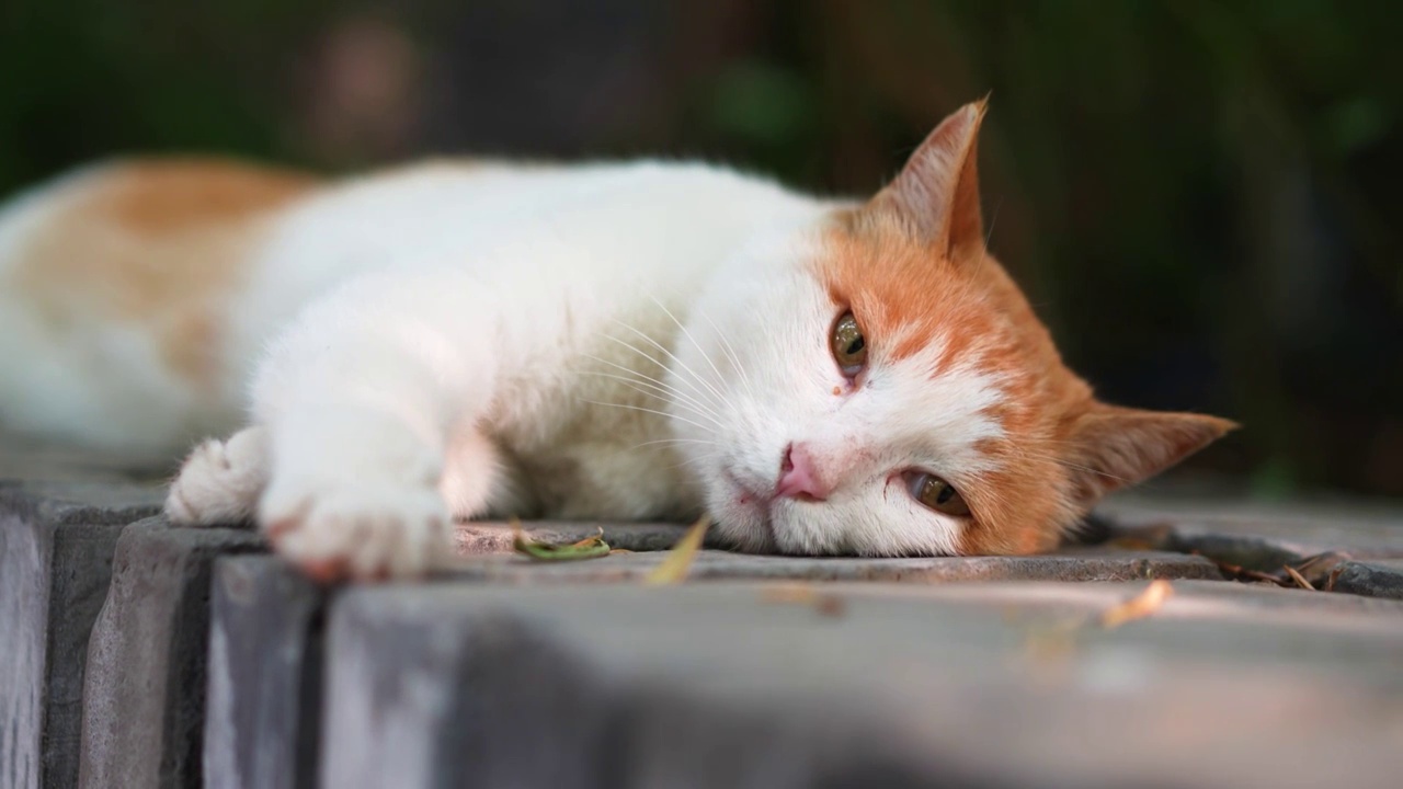 橘猫躺在窗台上休息视频素材