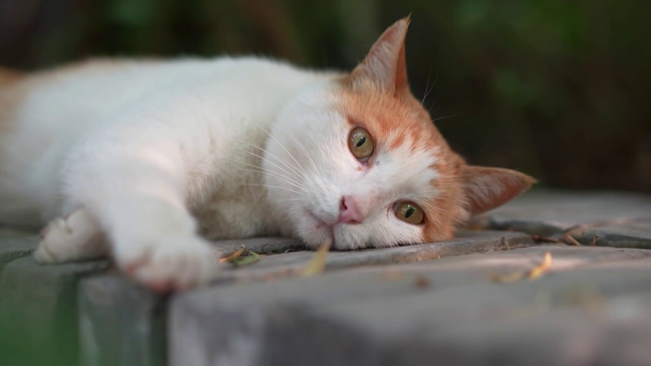 橘猫躺在窗台上休息视频素材