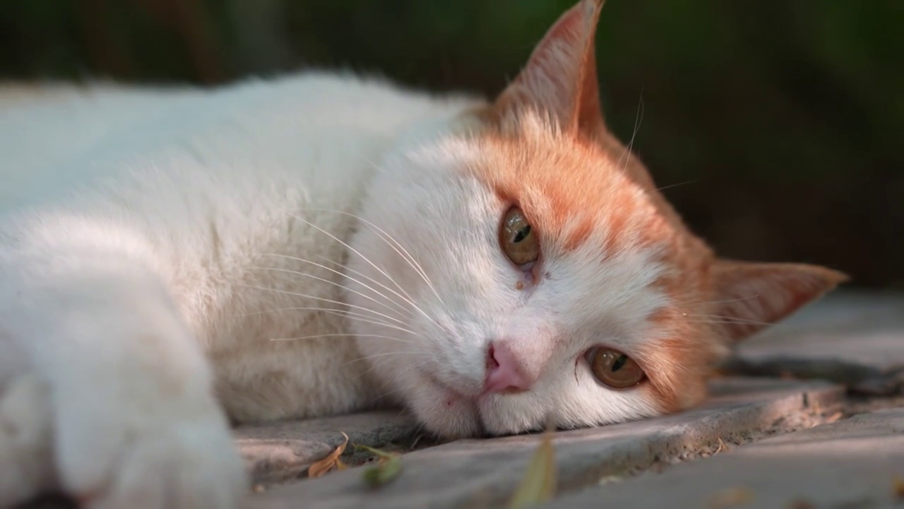 橘猫躺在窗台上休息视频素材