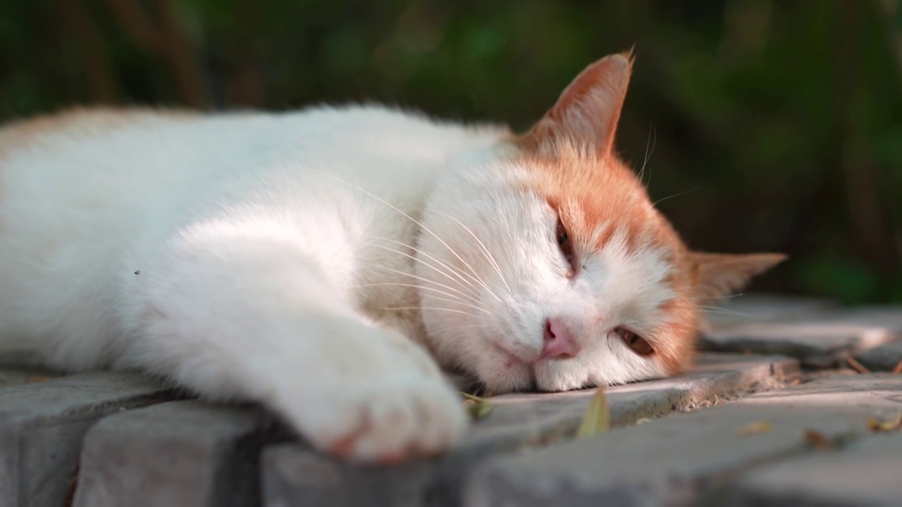 橘猫躺在窗台上休息视频素材