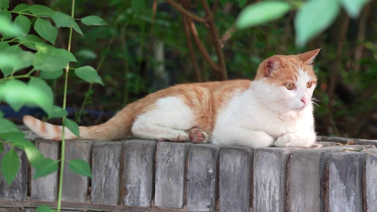 橘猫躺在窗台上休息视频素材