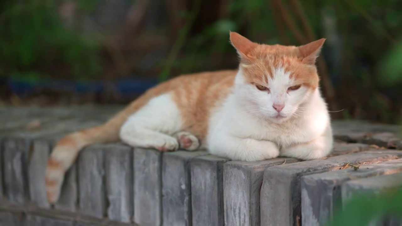 橘猫躺在窗台上休息视频素材