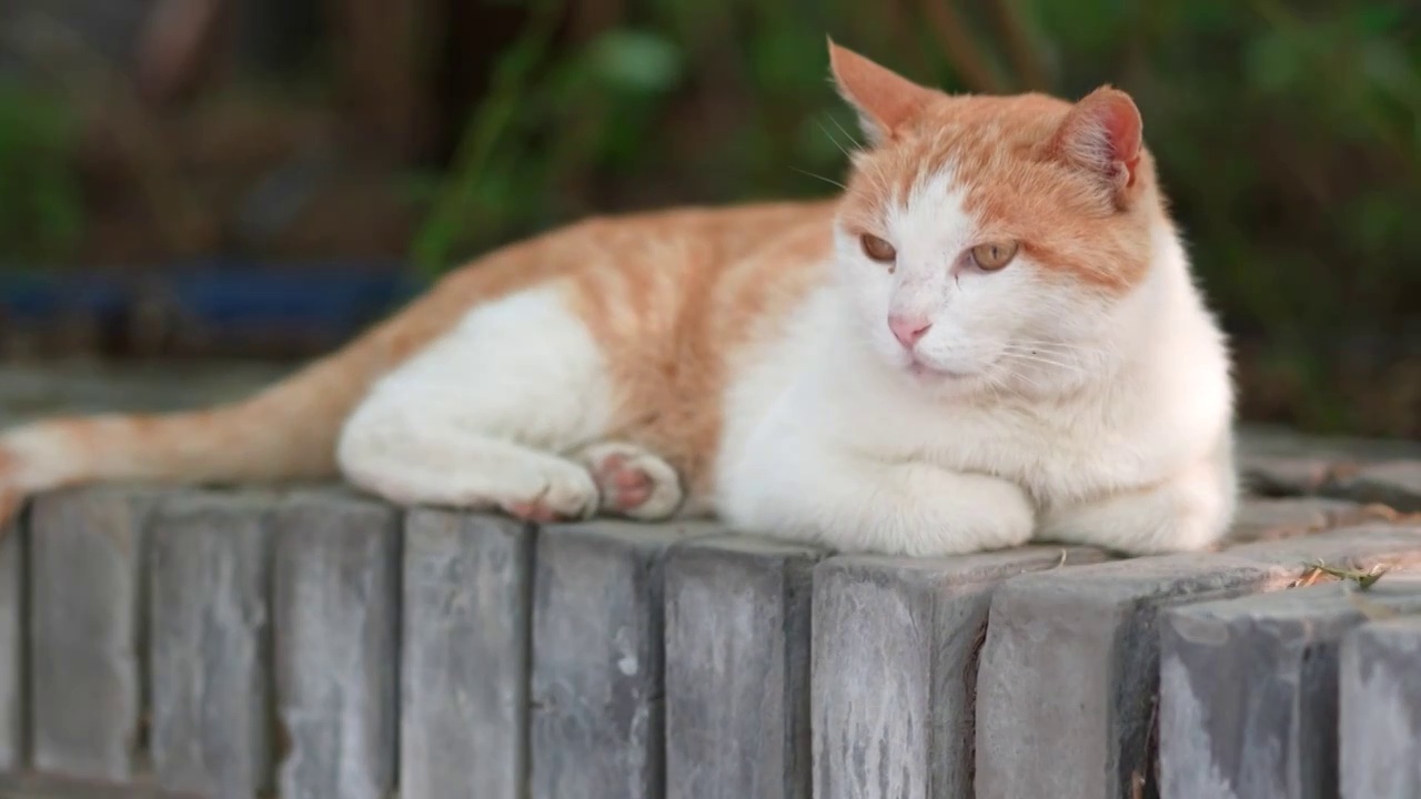 橘猫躺在窗台上休息视频素材