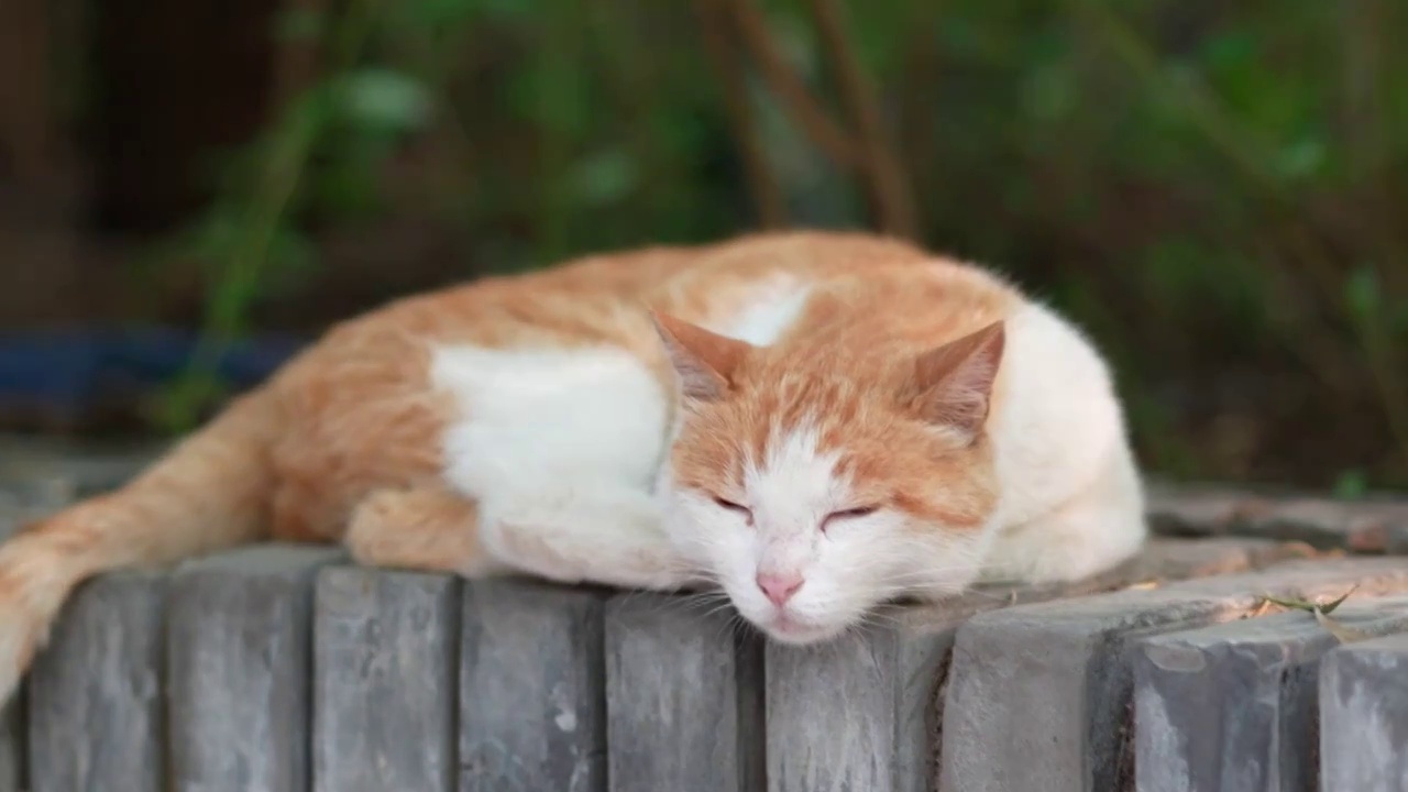 橘猫躺在窗台上休息视频素材