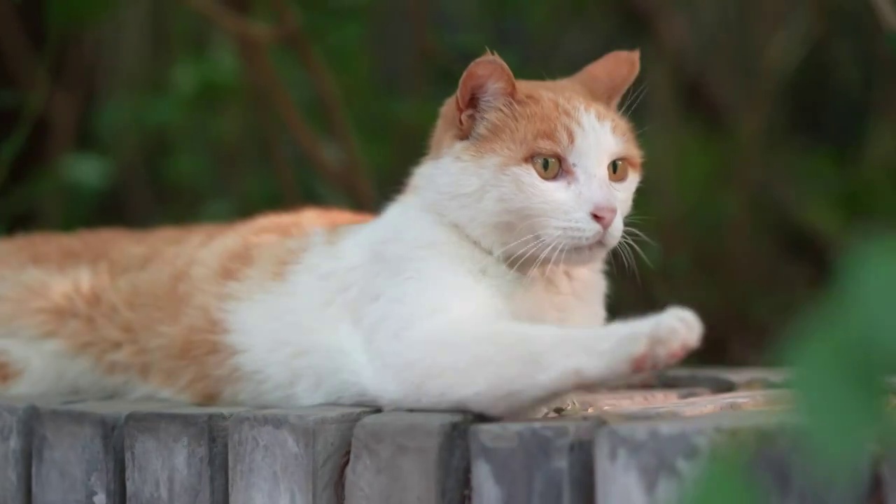 橘猫躺在窗台上休息视频素材