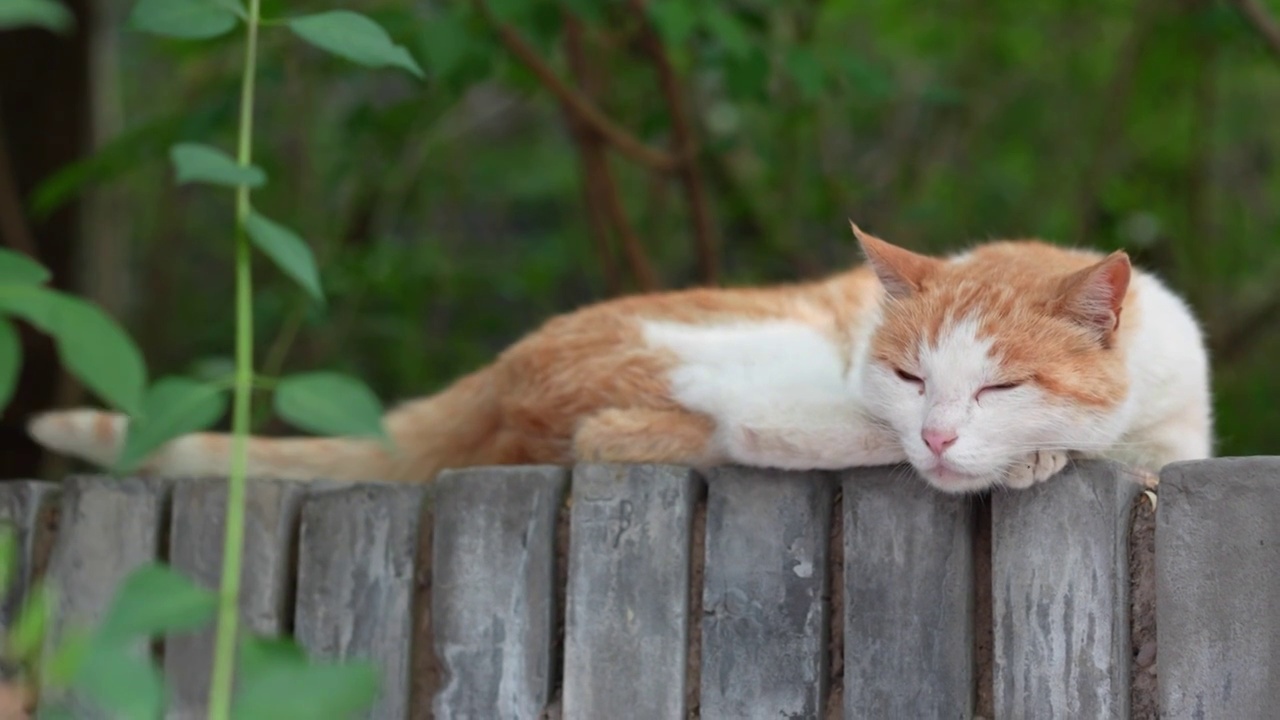 橘猫躺在窗台上休息视频素材