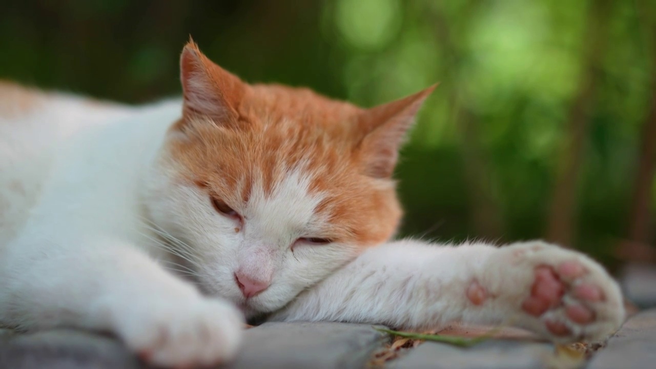 橘猫躺在窗台上休息视频素材