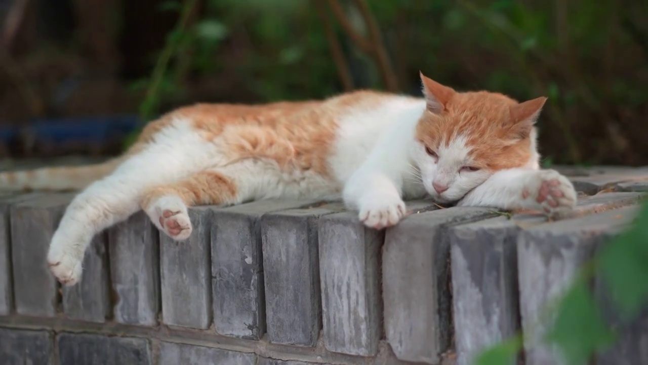 橘猫躺在窗台上休息视频素材